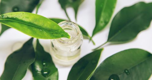 how tea tree oil kills fungus singapore