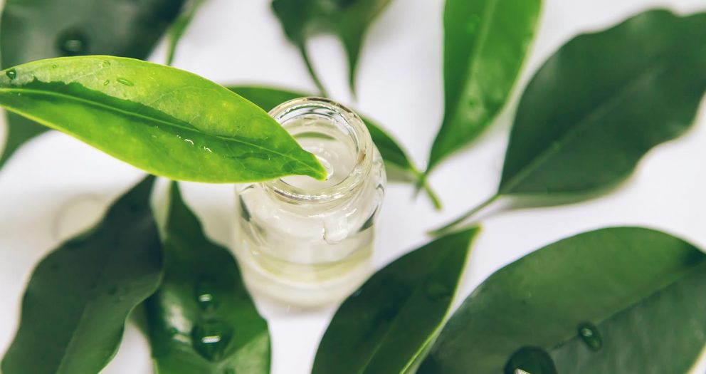 how tea tree oil kills fungus singapore