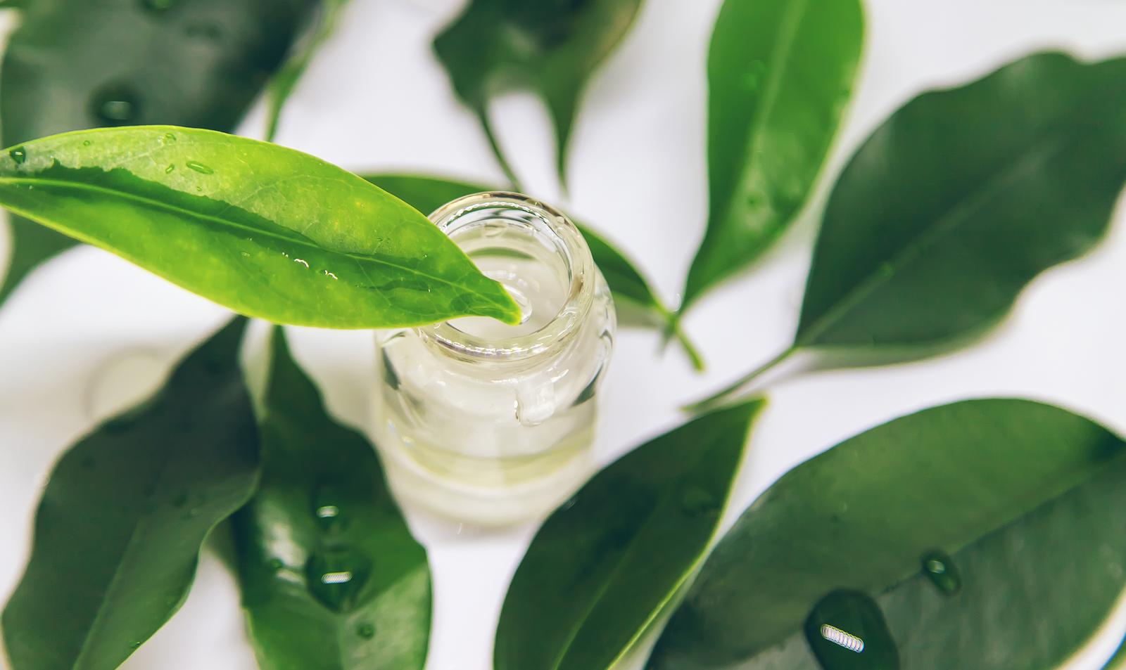 how tea tree oil kills fungus singapore